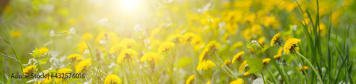 Panorama blurred background of green field with dandelion and bright sunlight. © malshak_off