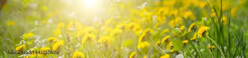 Panel kuchenny z motywem Panorama blurred background of green field with dandelion and bright sunlight.