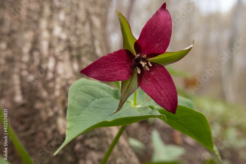 Selective focus shot of a red trillium with green leaves in a park photo