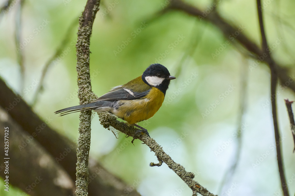 Fototapeta premium titmouse on a branch in a spring park