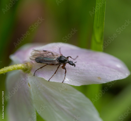 Bug macro on white blossom with green background