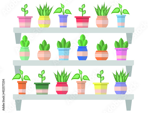 Vector fresh plants in colorful pots. Plants in pots on the shelves. Green plants and cactus kinds. Vector houseplants and flowerpots illustration.