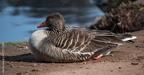 Sitzende Ente photo