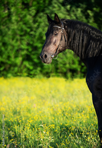 portrait of breed Trakehner black stallion posing in the field