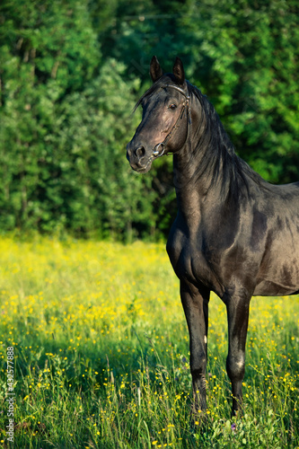 portrait of breeding Trakehner black stallion posing in the field.