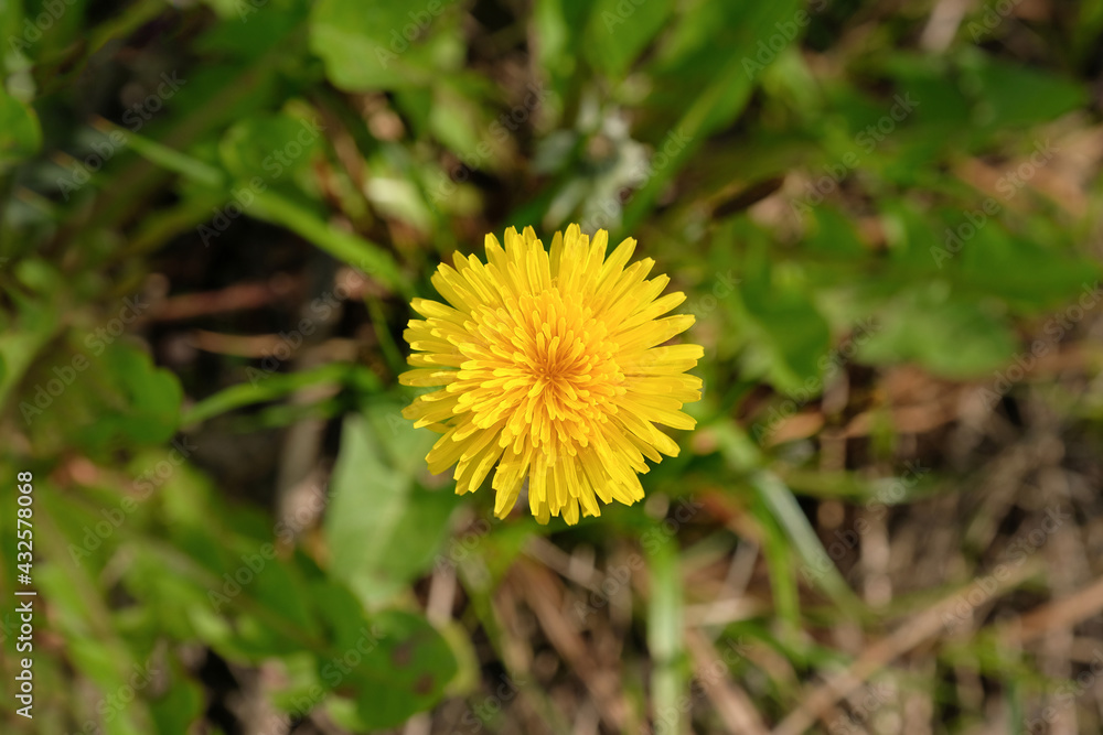 Top view of a yellow dandelion flower. Spring meadow with yellow dandelion Top view of a yellow dandelion flower. Spring meadow with yellow dandelion