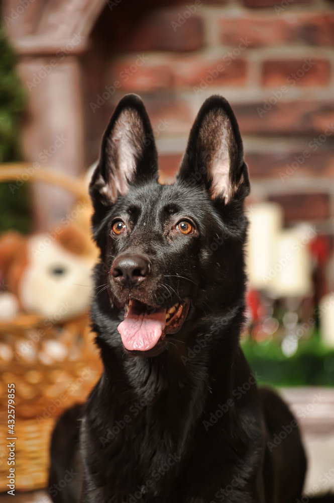 black german shepherd dog at christmas