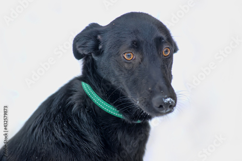 Wallpaper Mural black mongrel dog mongrel outdoors in winter Torontodigital.ca