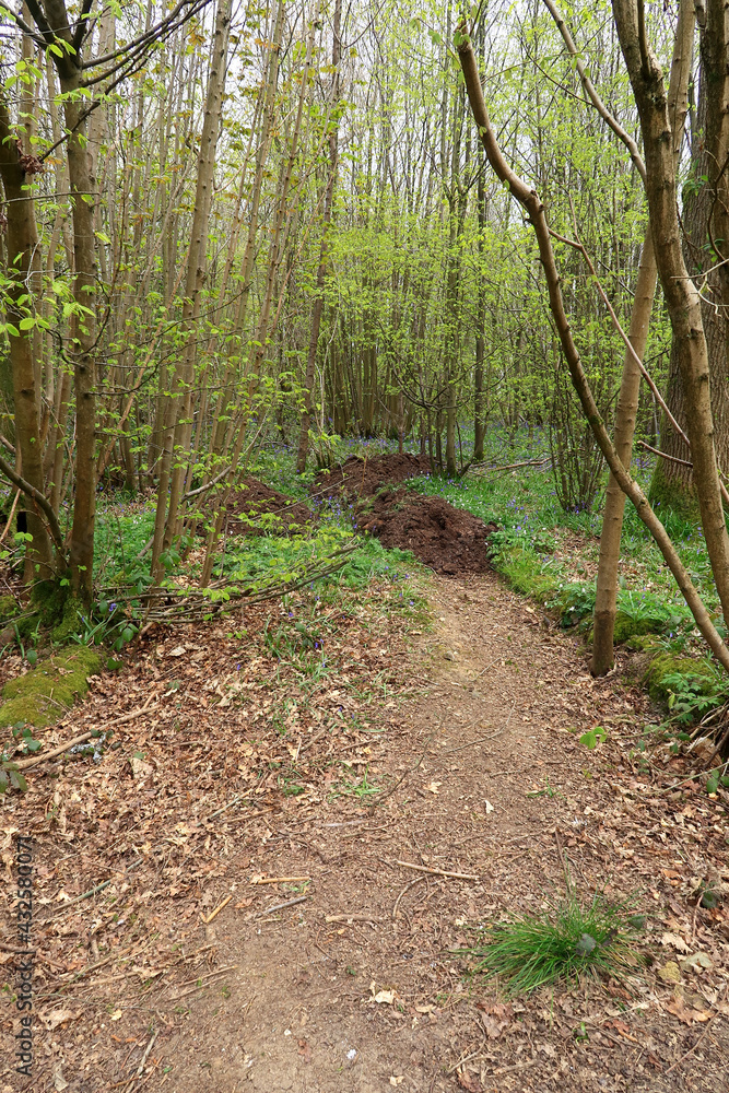 Obraz premium A woodland scene with a dirt track and bluebellls