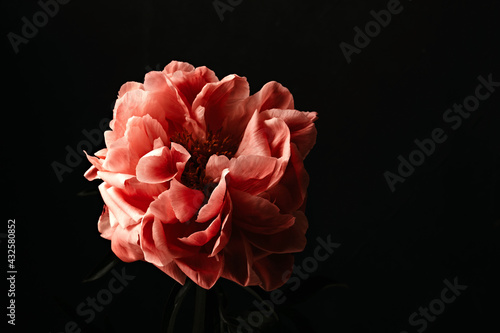 Fototapeta Naklejka Na Ścianę i Meble -  Pink peonies over dark background. Moody floral baroque style image with copy space