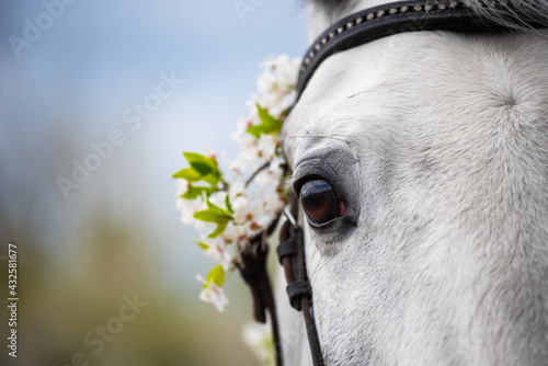 Close-up portrait of gray horse in black leather bridle with rhinestones and spring flowers