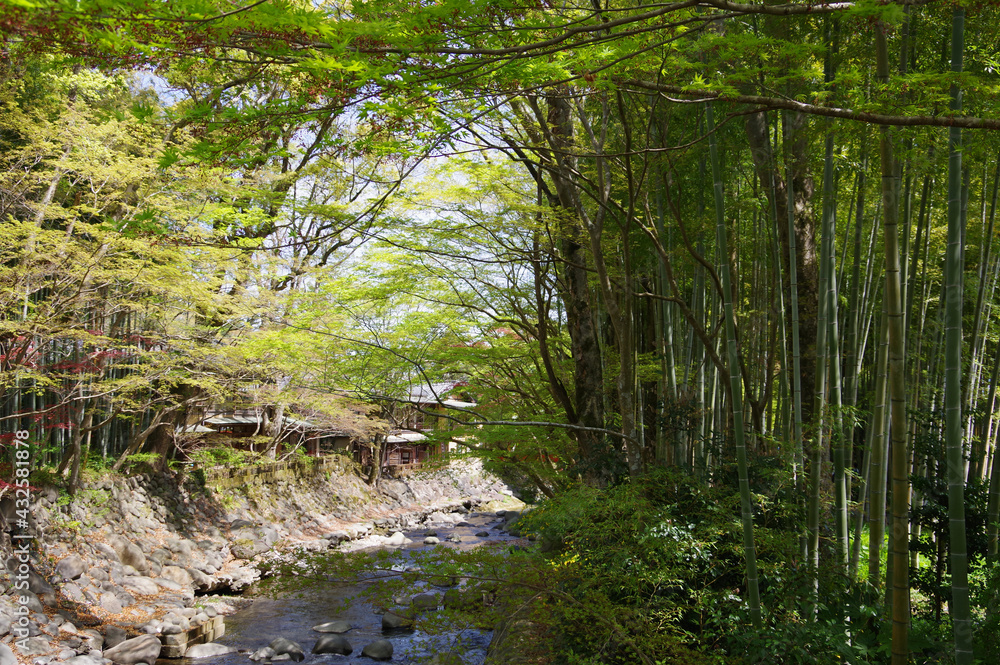 Obraz premium 静岡県伊豆市、修善寺、晴天、竹林の小径 