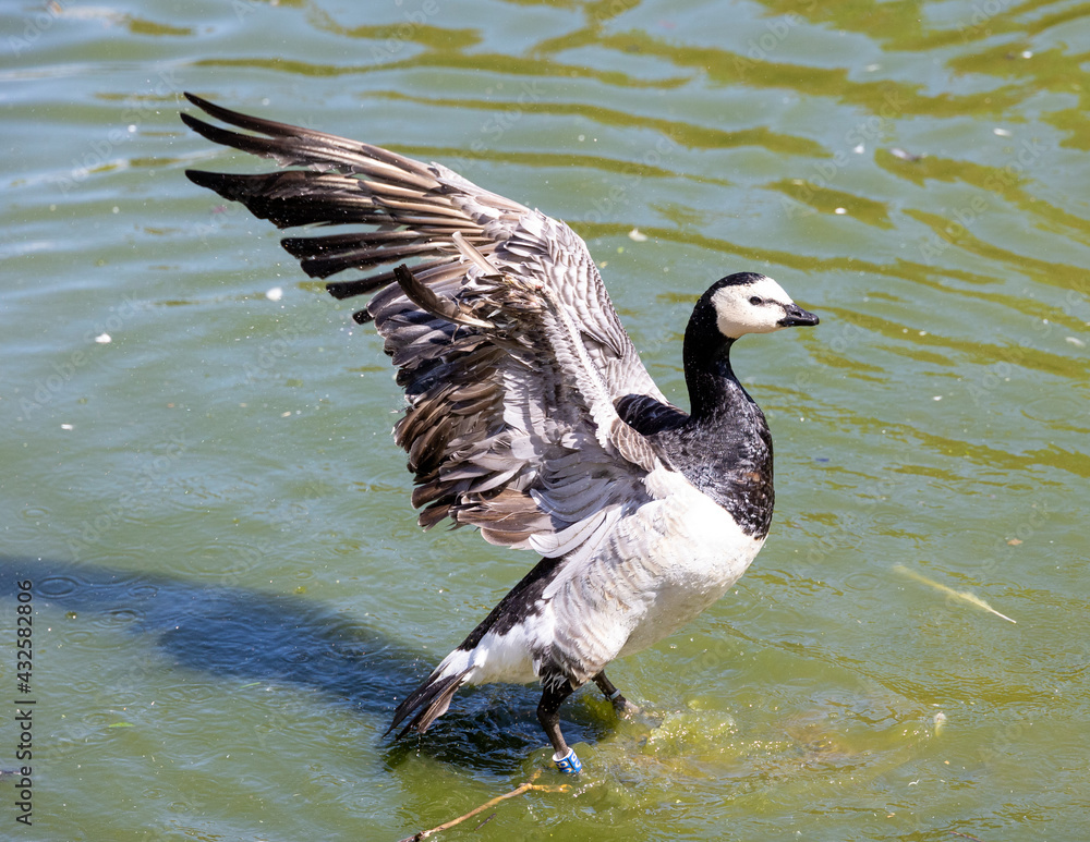 country goose swimming