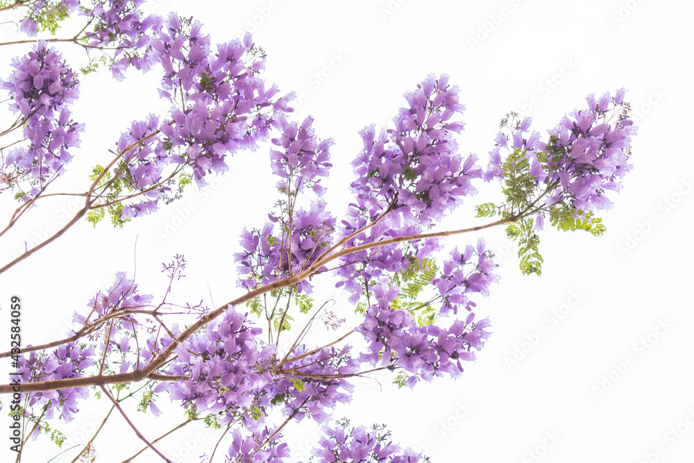 Violet flowers of Mexican city trees blooming in spring called jacaranda Violet flowers of Mexican city trees blooming in spring called jacaranda