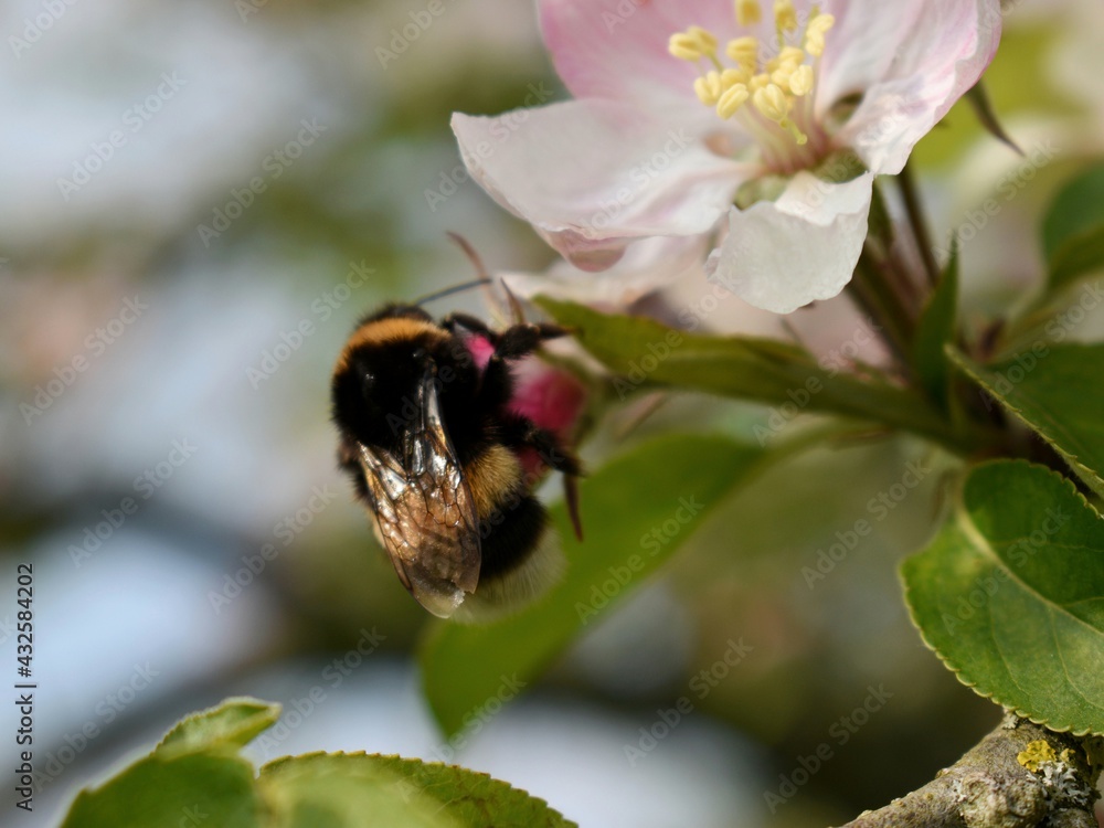 bumblebee on an apple blossom bumblebee on an apple blossom