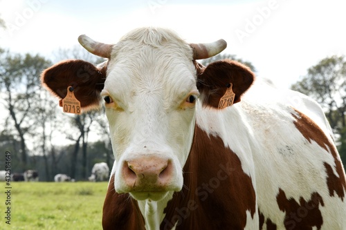 cow on a farm © Benambot