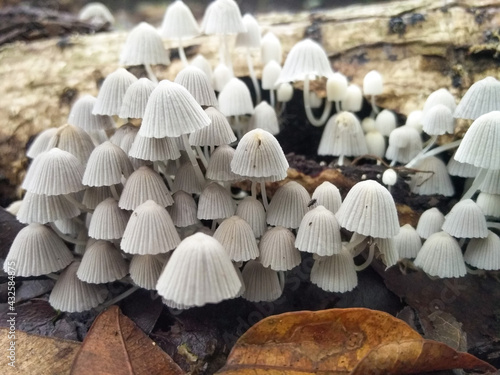 Wallpaper Mural vegetation and mushroms in costa rica forests Torontodigital.ca