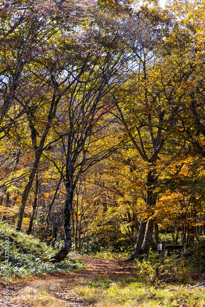 11月広島県民の森、秋の帰り道。