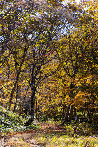 11月広島県民の森、秋の帰り道。