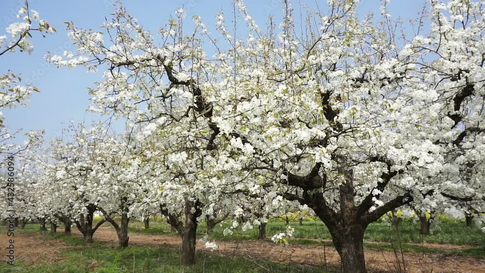 Spring blooming white pear flowers, beautiful spring scenery. Spring blooming white pear flowers, beautiful spring scenery.