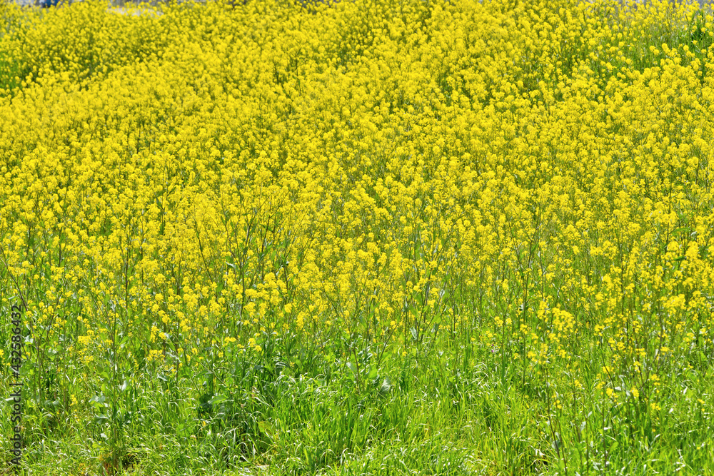 菜の花 菜の花