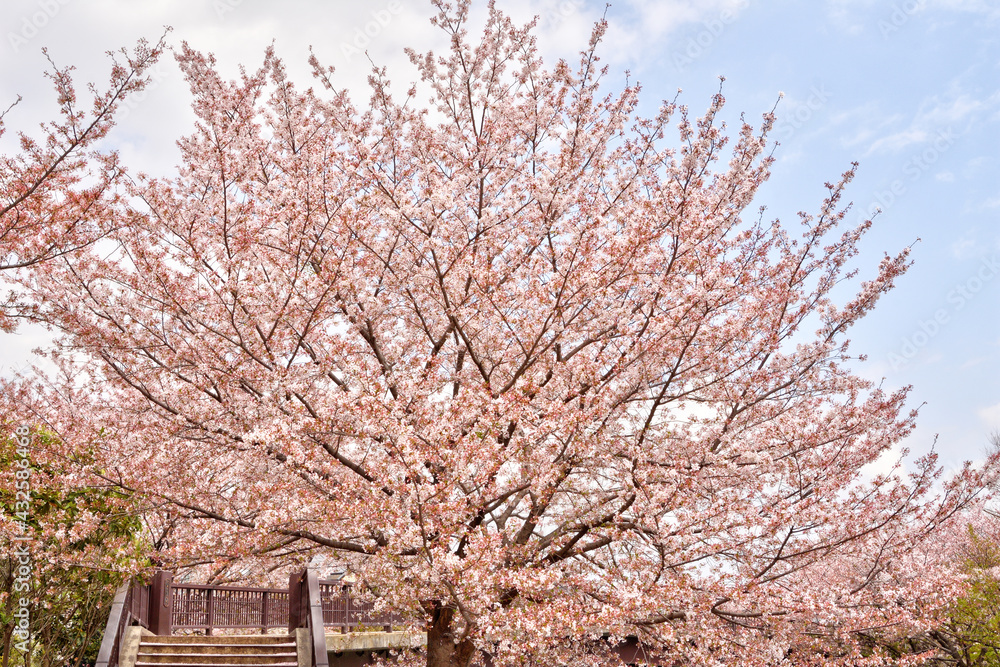 伏見桃山の水郷の桜