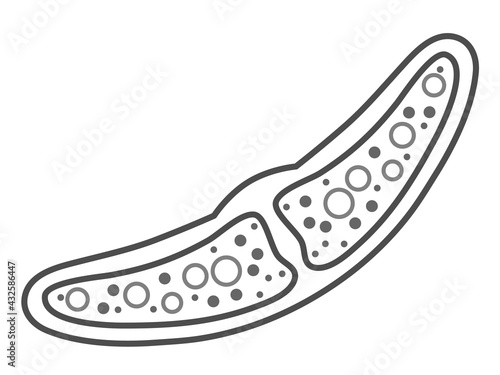 ミカヅキモのイラスト素材2