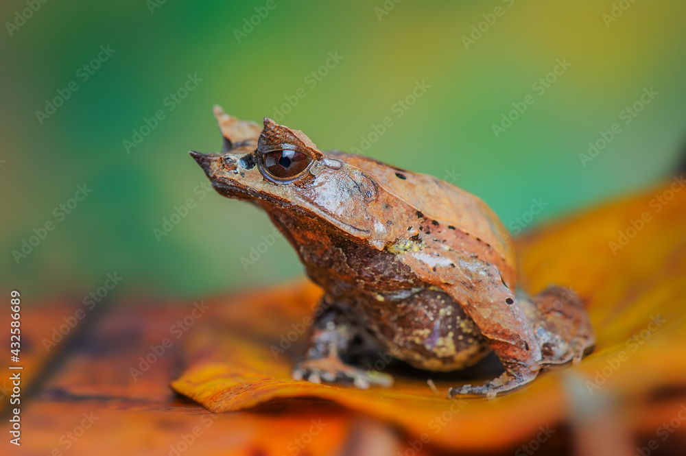 Obraz premium Horned Frog on a leaf