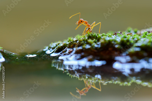 Ant Crossing a water © Dwi