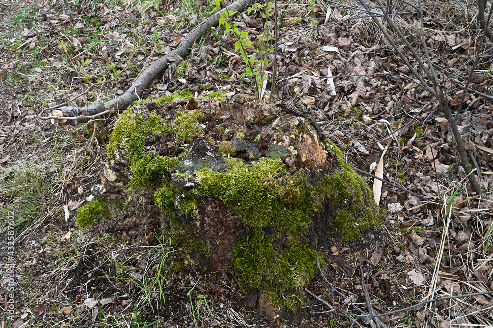 A tree stump overgrown with moss in spring. Withered leaves in the background. A tree stump overgrown with moss in spring. Withered leaves in the background.