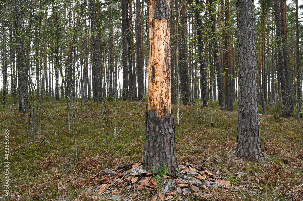 Pine trunk with peeled bark after lightning strike. Pine trunk with peeled bark after lightning strike.