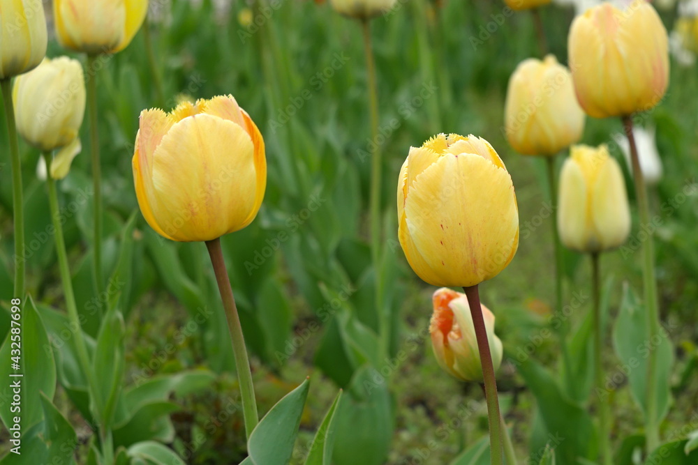 flower bed with colourful tulips