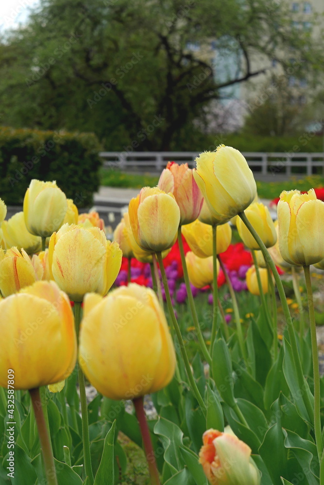 flower bed with colourful tulips