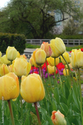 Obraz na płótnie flower bed with colourful tulips w salonie