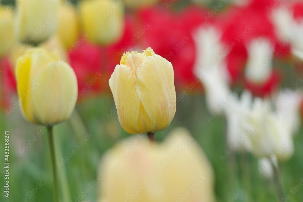 flower bed with colourful tulips