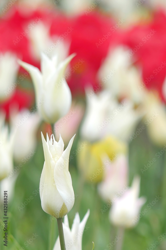 flower bed with colourful tulips