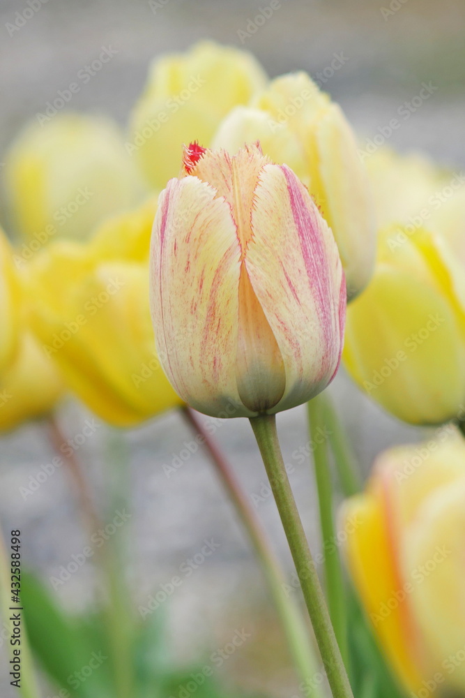 flower bed with colourful tulips