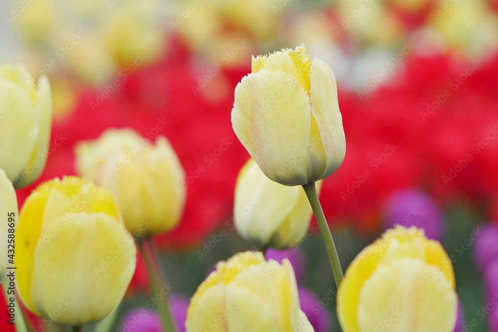 flower bed with colourful tulips