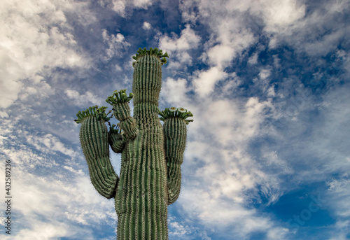 Saguaro Cactus At Springtme With Flowers photo