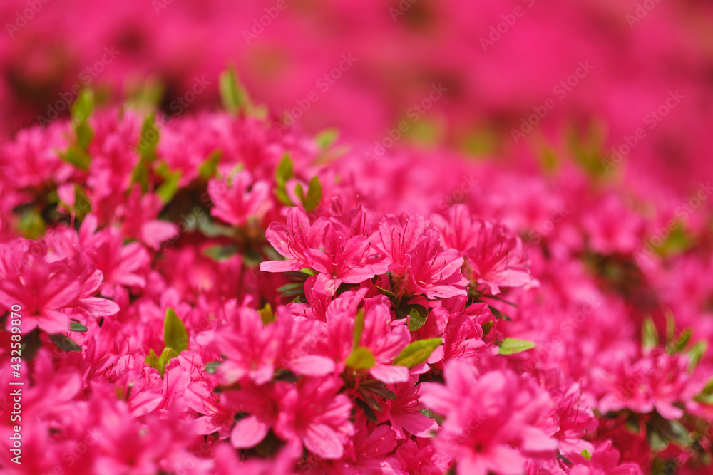ツツジ
Azaleas ツツジ
Azaleas