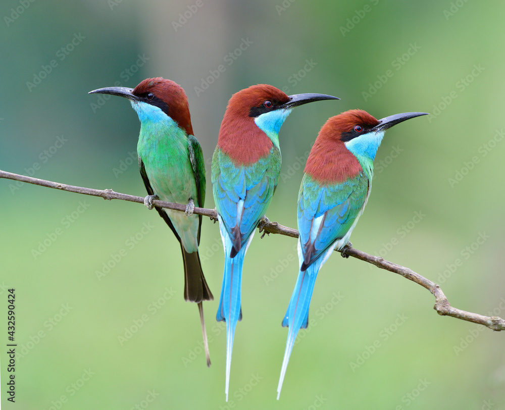 beautiful birds happily perching on thin branch over blur natural green background beautiful birds happily perching on thin branch over blur natural green background