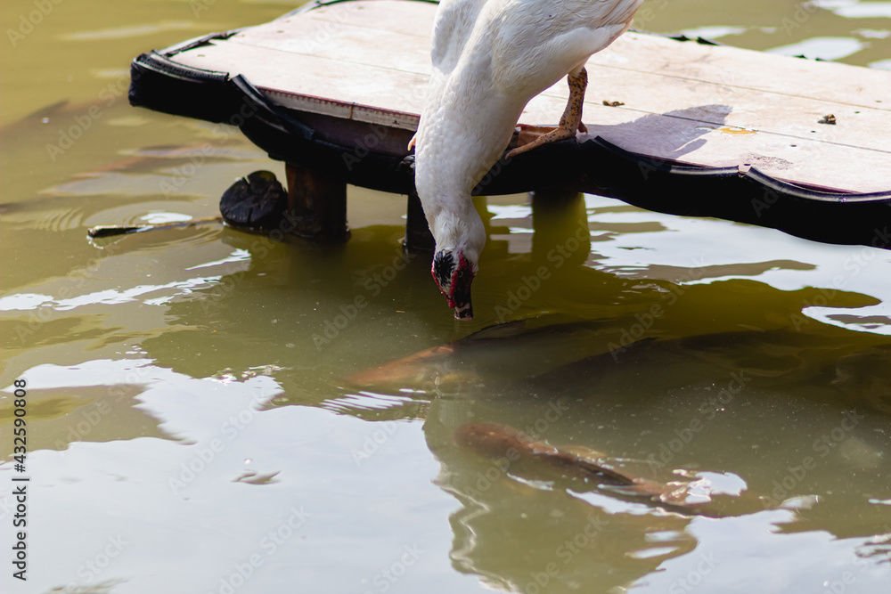 Obraz premium A white Muscovy duck standing on a plank by the pond. Is bowing down to eat the water below the fish.