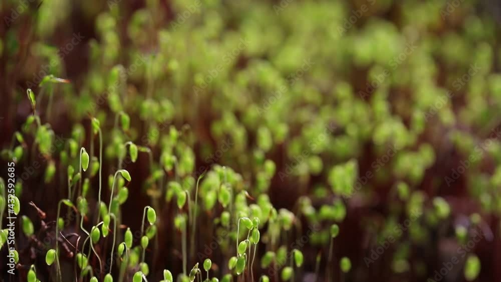Green forest spore moss on long stems in close-up shimmers from shadows and sun in natural environment. The forest floor of tiny green-red briemoss vibrates with the wind. Green forest spore moss on long stems in close-up shimmers from shadows and sun in natural environment. The forest floor of tiny green-red briemoss vibrates with the wind.