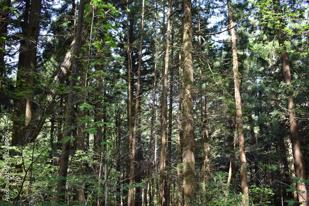 Fototapeta premium 日本 群馬 中之条町 山中風景 道