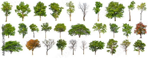 isolated big tree collection isolated