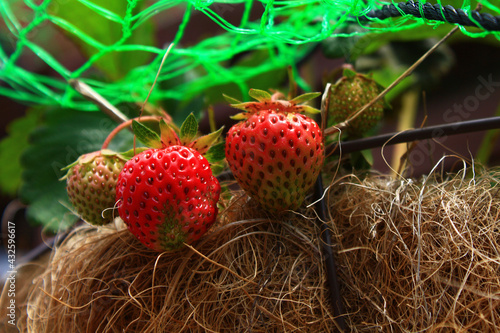 プランターで作ったイチゴ