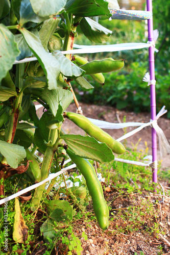 家庭菜園で作ったソラマメの実