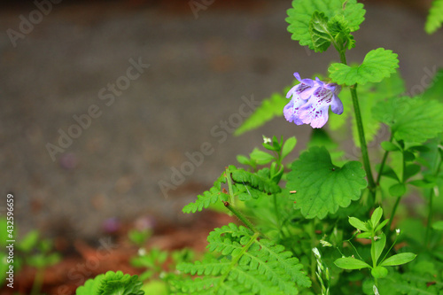 道端に咲くカキドオシの花