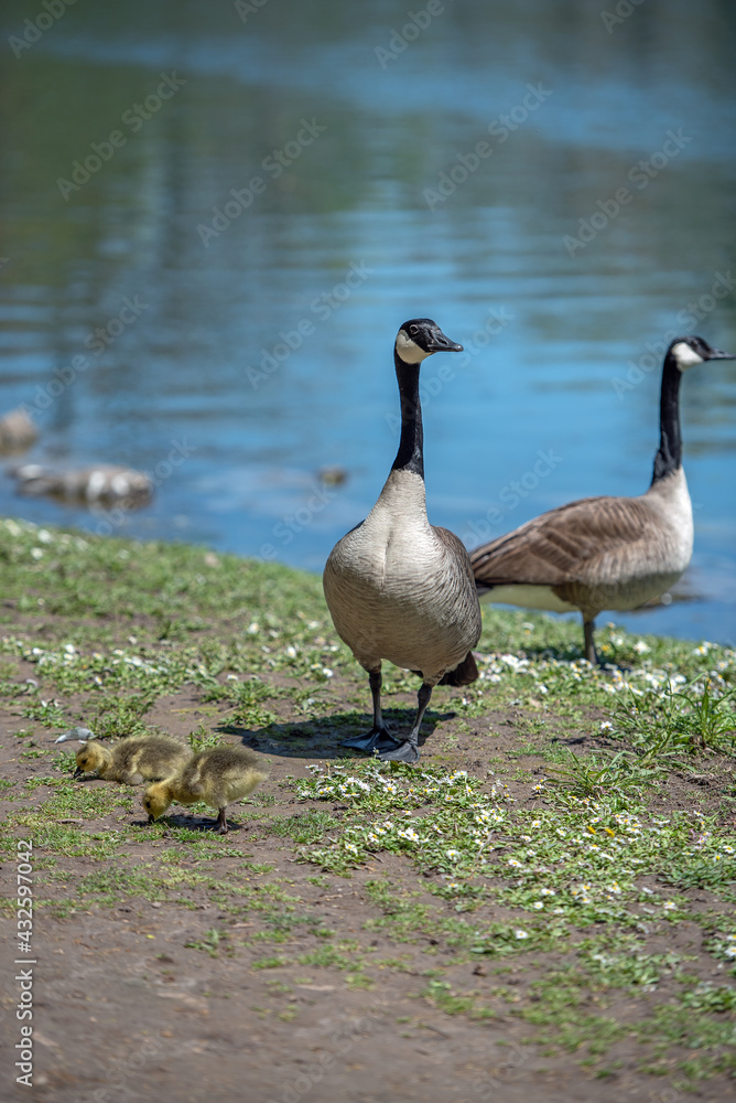 Canada geese on the river banks with young goslings. Canada geese on the river banks with young goslings.