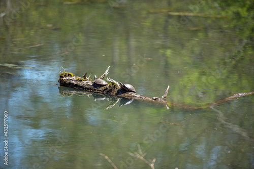 Two turtles sunbathe on a log in a pond. © Robert